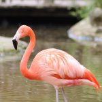 Flamingo the …
